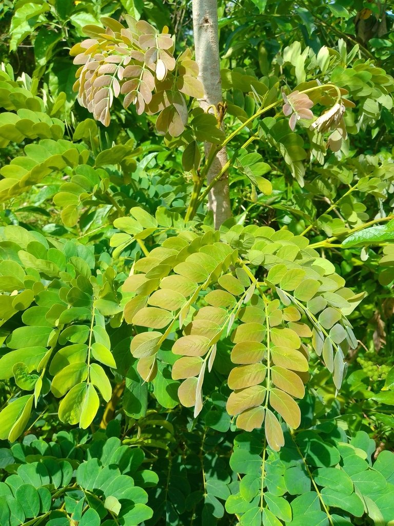 Iguá, Nauno - Vista principal